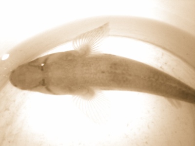 Fish puyen